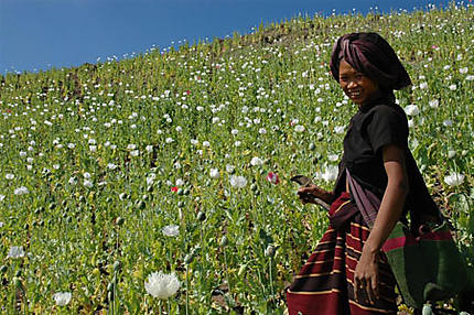 Femme Lahu dans un champ de pavot