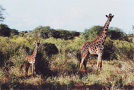 Girafe et son bébé 