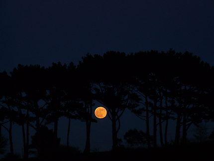La lune se lève dans les pins à L'aber Wrach
