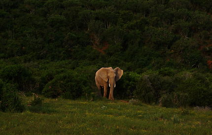 Éléphant en Afrique du Sud