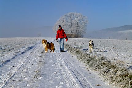 Promeneuse aux chiens dans le Haut-Rhin
