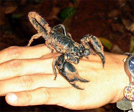Scorpion Scorpion