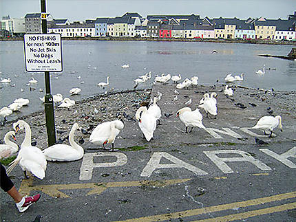 Port de Galway