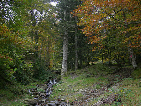 Forêt de Sainte Engrâce