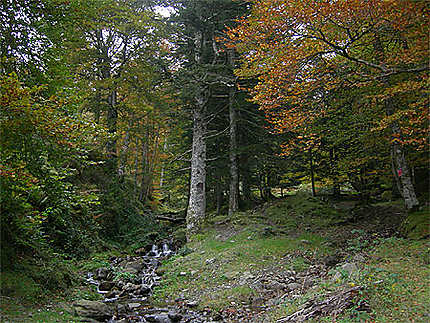 Forêt de Sainte Engrâce