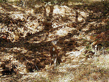 Cerfs à Ranthambore