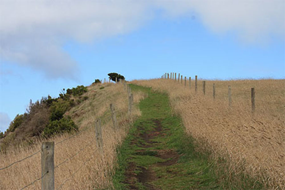 Cape Bridgewater