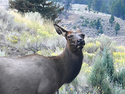 Yellowstone