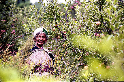 Femme Kinnauri dans une pommeraie