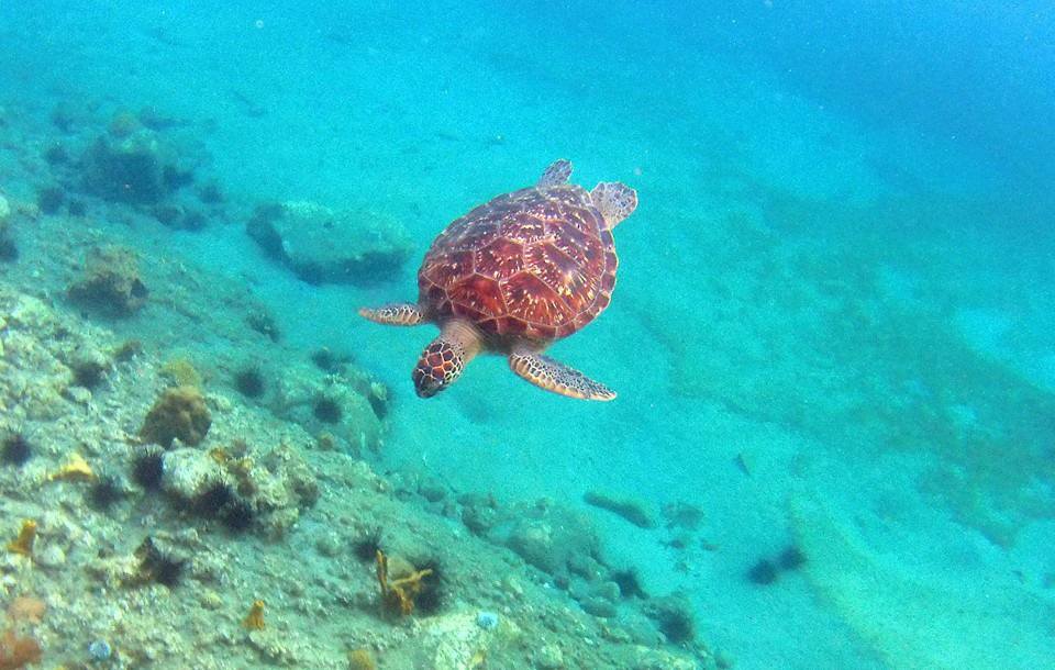 Snorkeling martinique