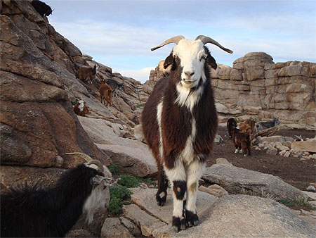 Chèvre Chèvre