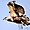 Crowned Eagle - Aigle couronné