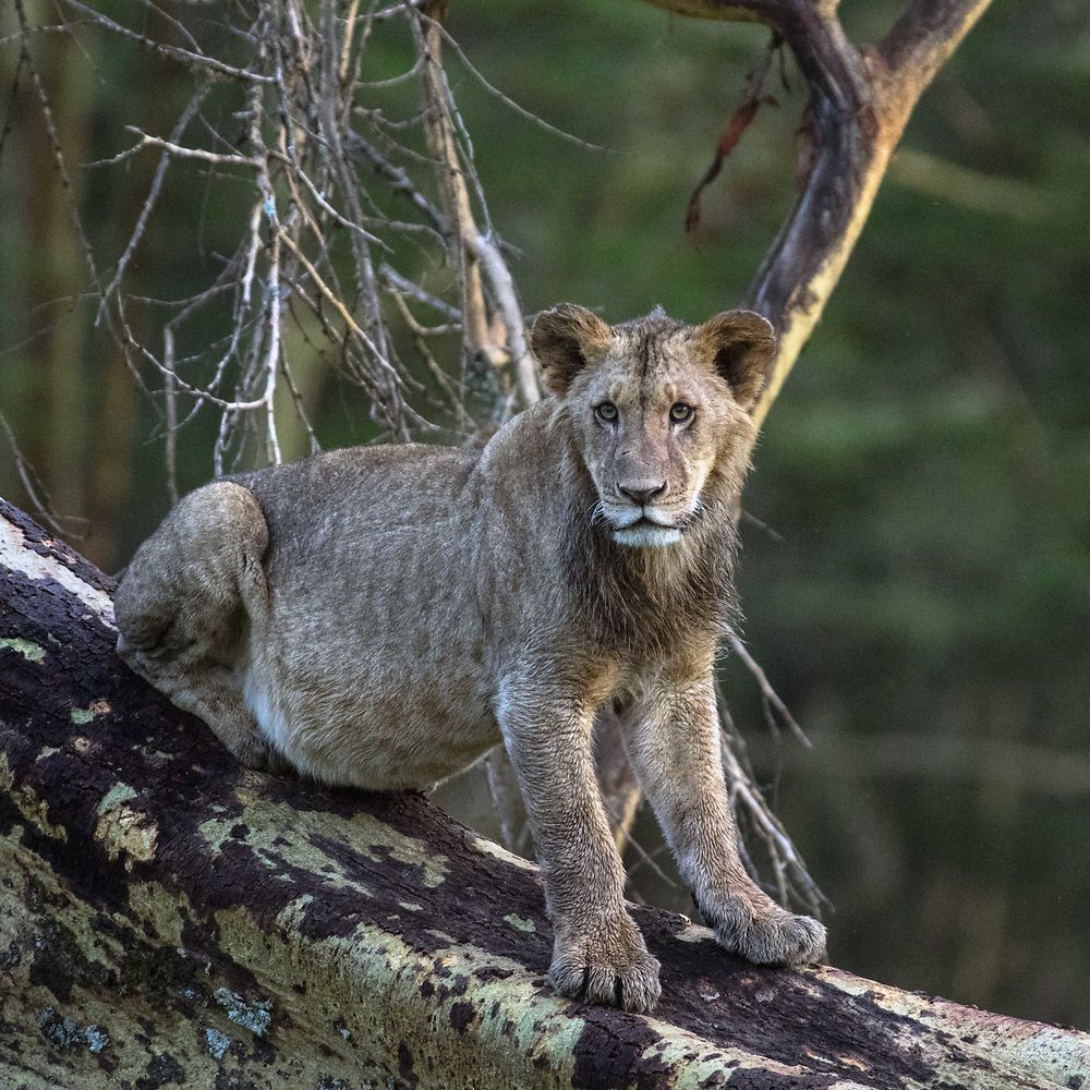 Lionne en Afrique