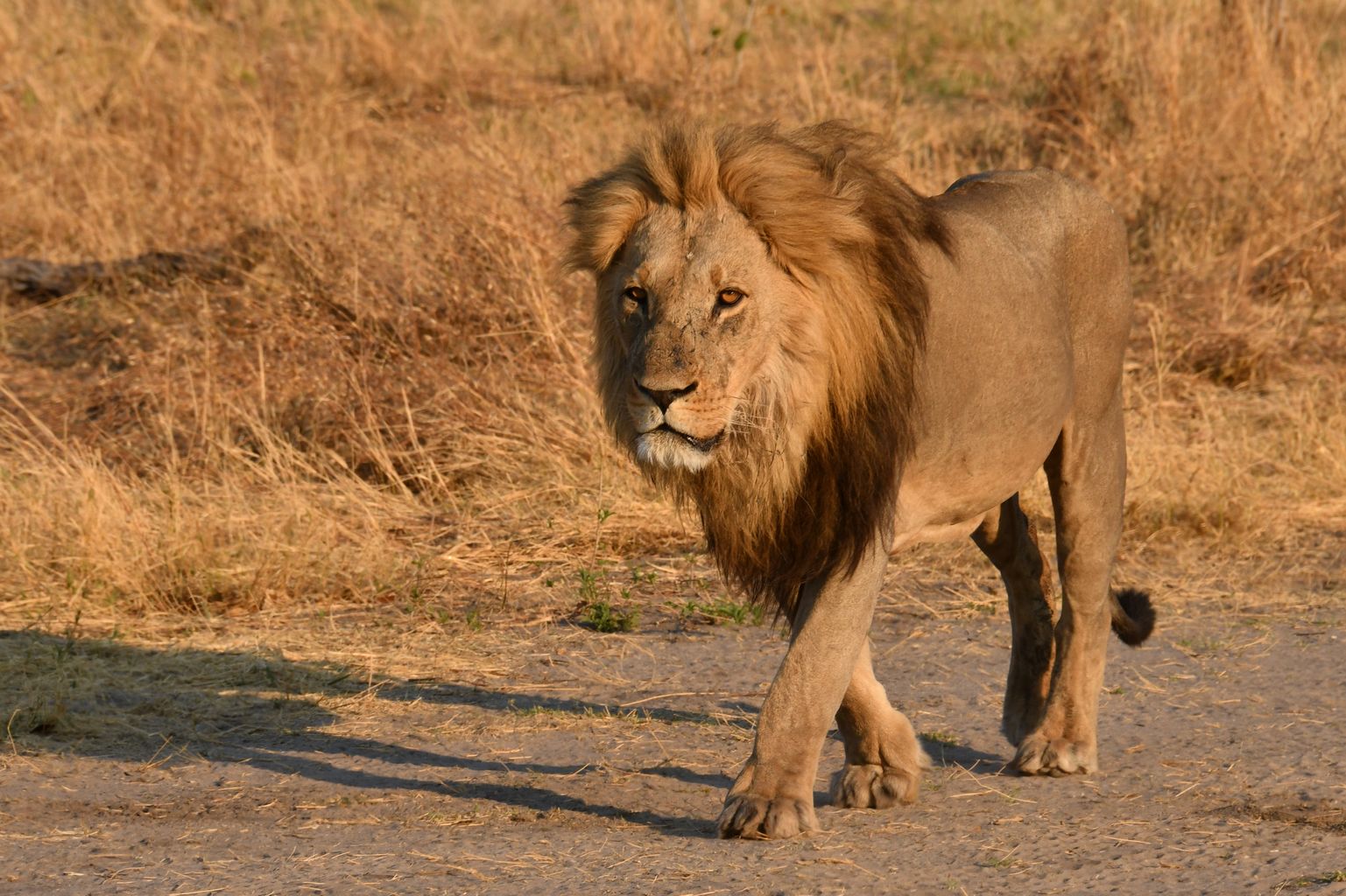 Sa Majest Lions Animaux Animaux Parc National De Chobe sa-majest-lions-animaux-animaux-parc-national-de-chobe