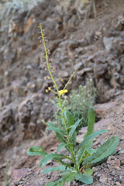 Verbascum capitis-viridis, endémique du cap vert