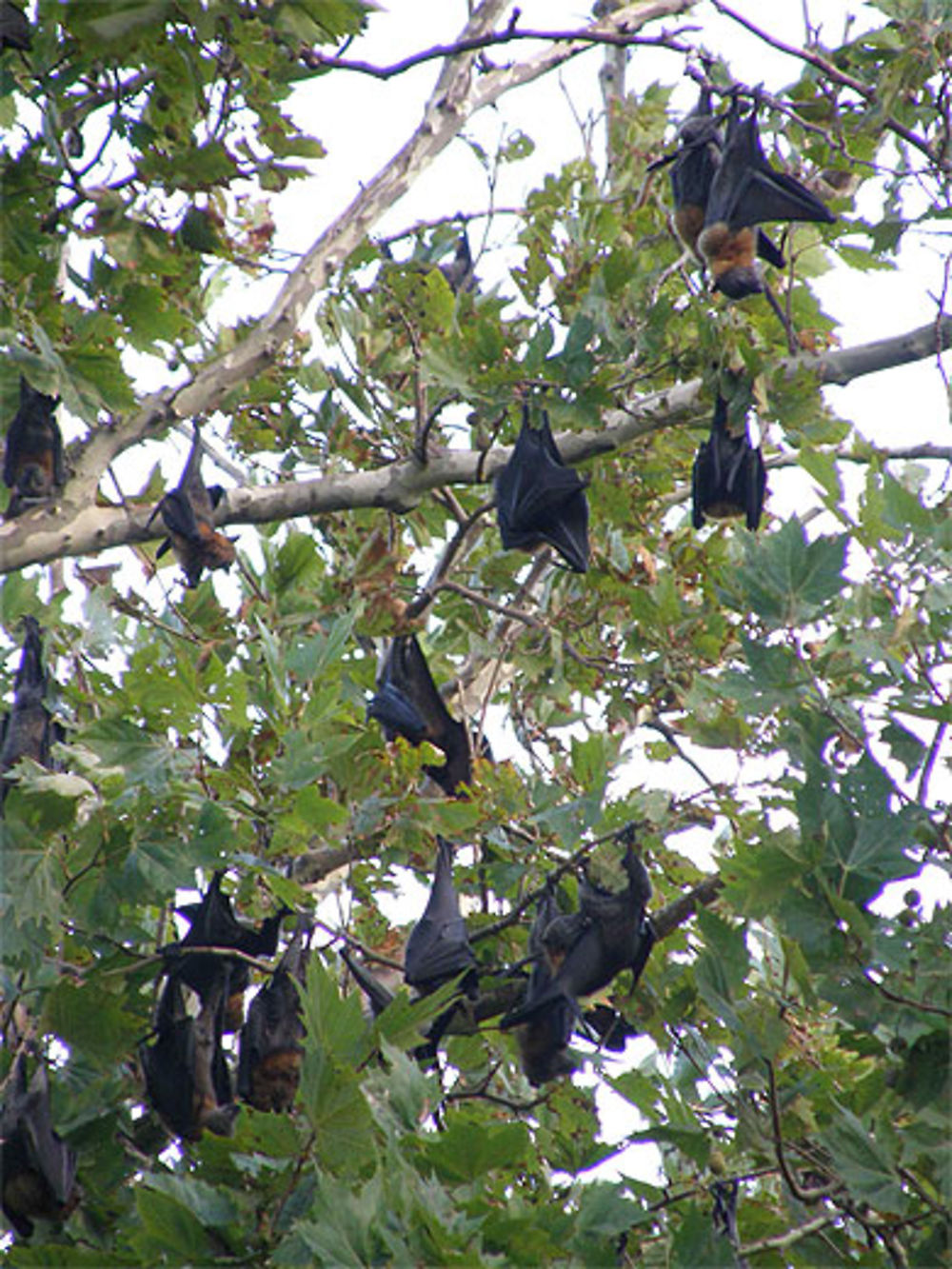 Chauve-Souris au Jardin Botanique