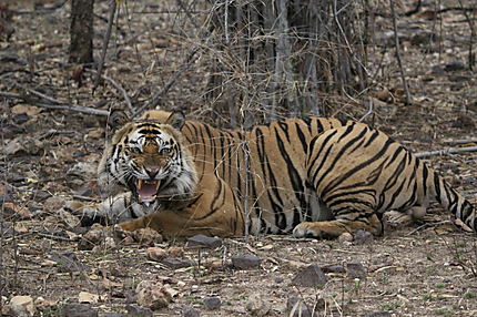 Tigre à Bandhavgarh