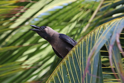 "Corbeau" gris à Pingwe