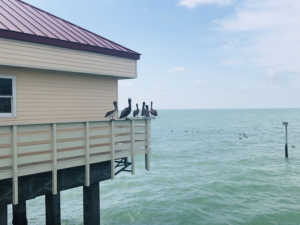 Pier 60, Clearwater