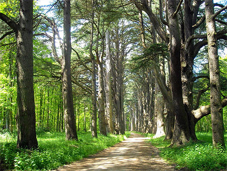 Cheverny allée des Cèdres
