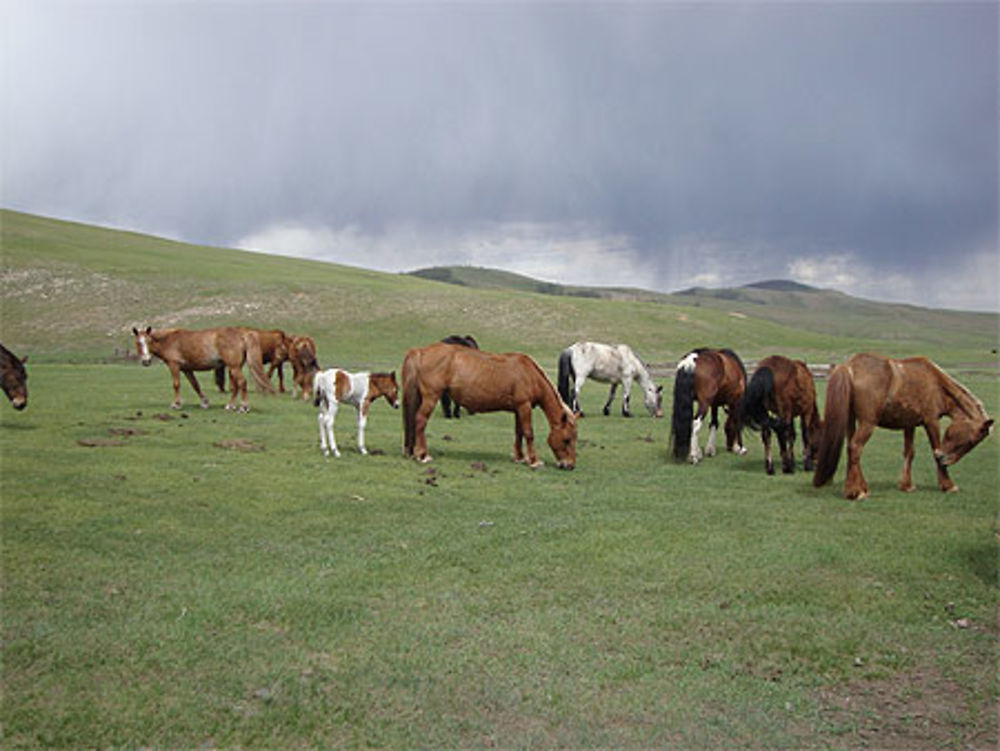 Chevaux dans la prairie