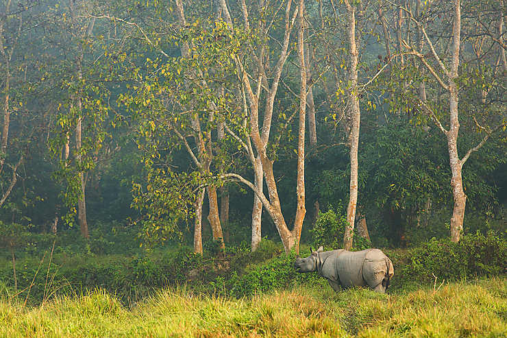 Parc national de Chitawan (Népal)