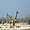 Les Girafes siamoises
