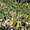Prosopis juliflora