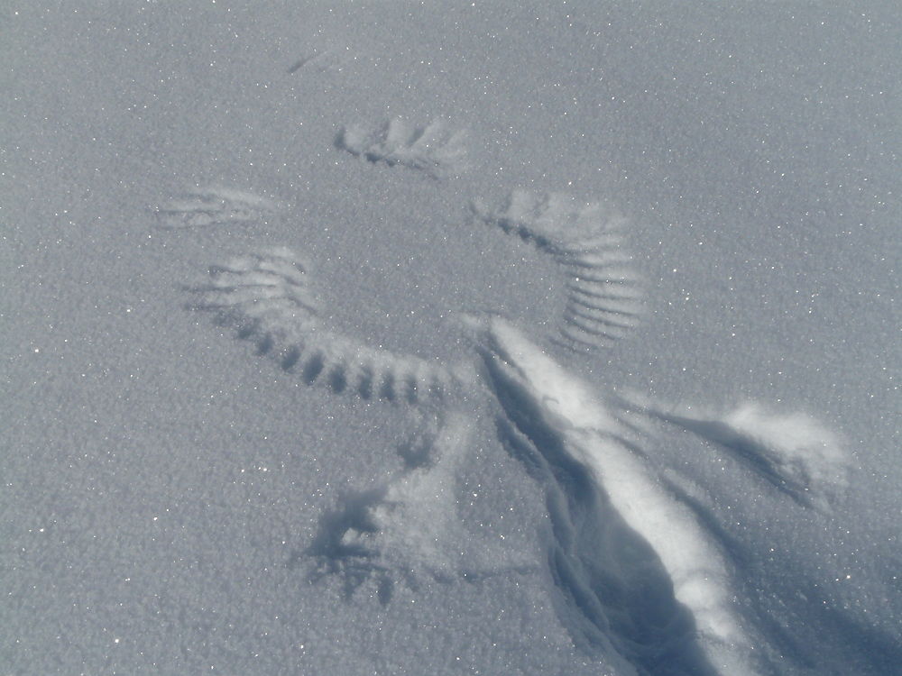 Traces dans la neige à Valloire