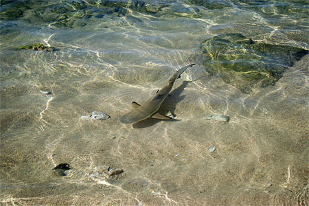 Bébé requin