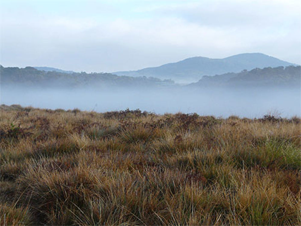 Brume matinale