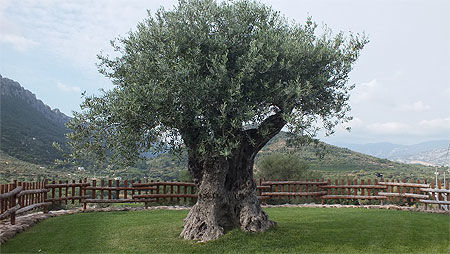 Bel olivier