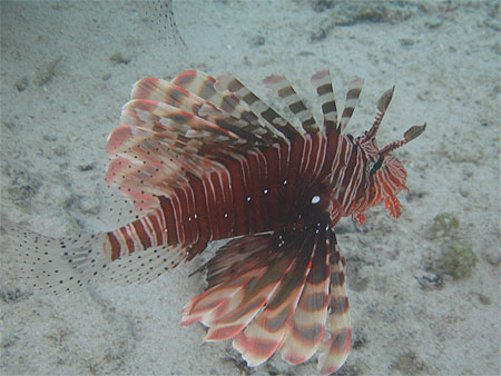 Joli poisson, mais dangeureux Joli poisson, mais dangeureux