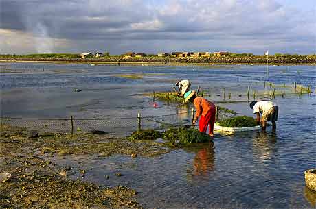 Ramassage d'algues Ramassage d'algues
