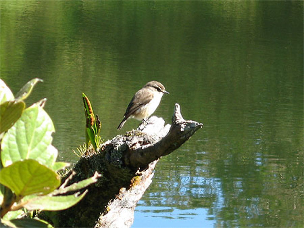 Petit oiseau du Piton de l'eau... 