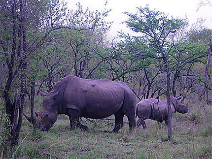 Rhinos blancs à thorny bush