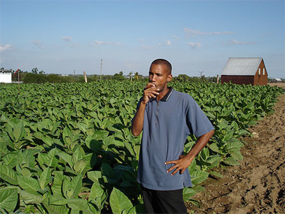 Plantation de tabac