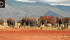Voyage sur-mesure au Kenya