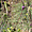 Lavandula rotundifolia, endémique du cap vert
