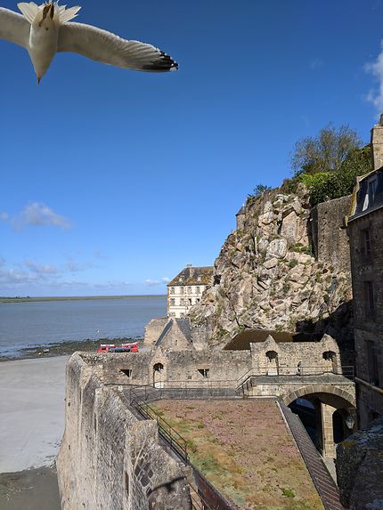 Rase mottes au Mont-Saint-Michel