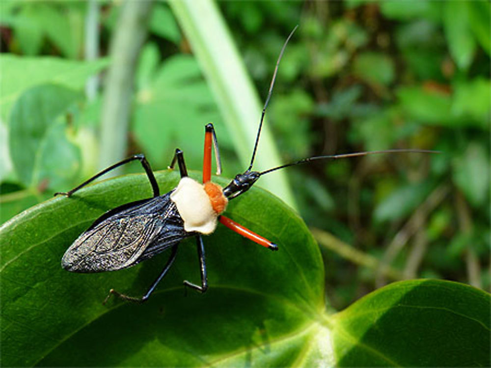 Un insecte de la forêt aux papillons