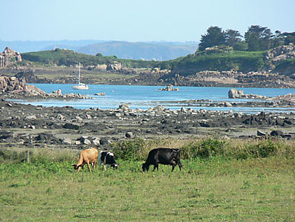 Entre terre et mer