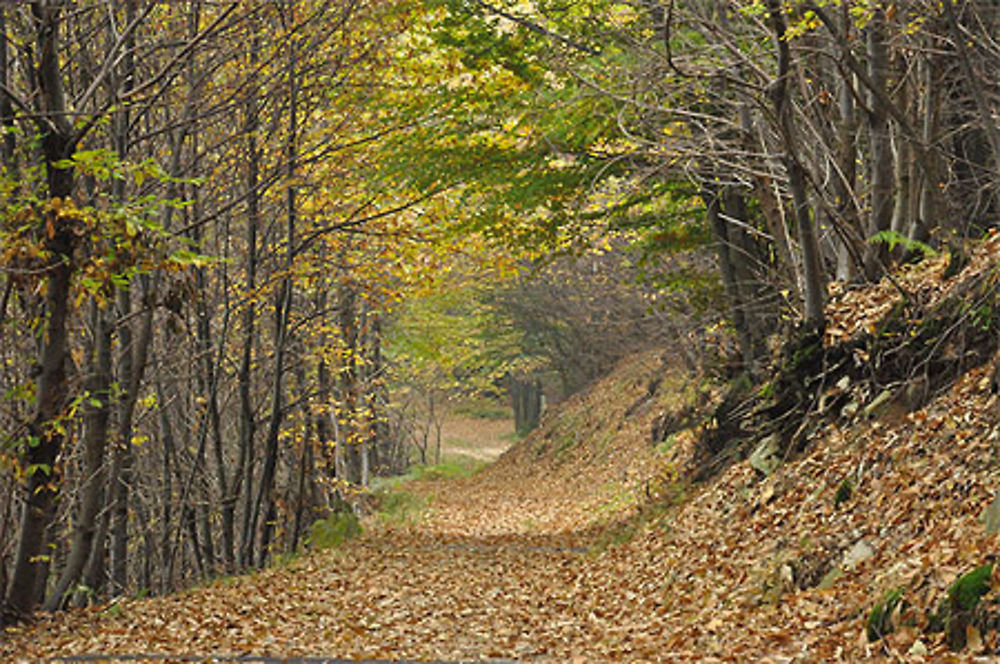 Promenade d'automne