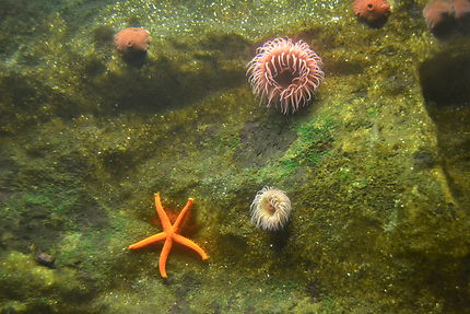 Anémones et étoiles de mer, aquarium de Trégastel
