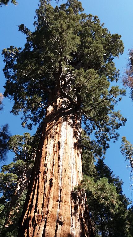 Sequoia Géant