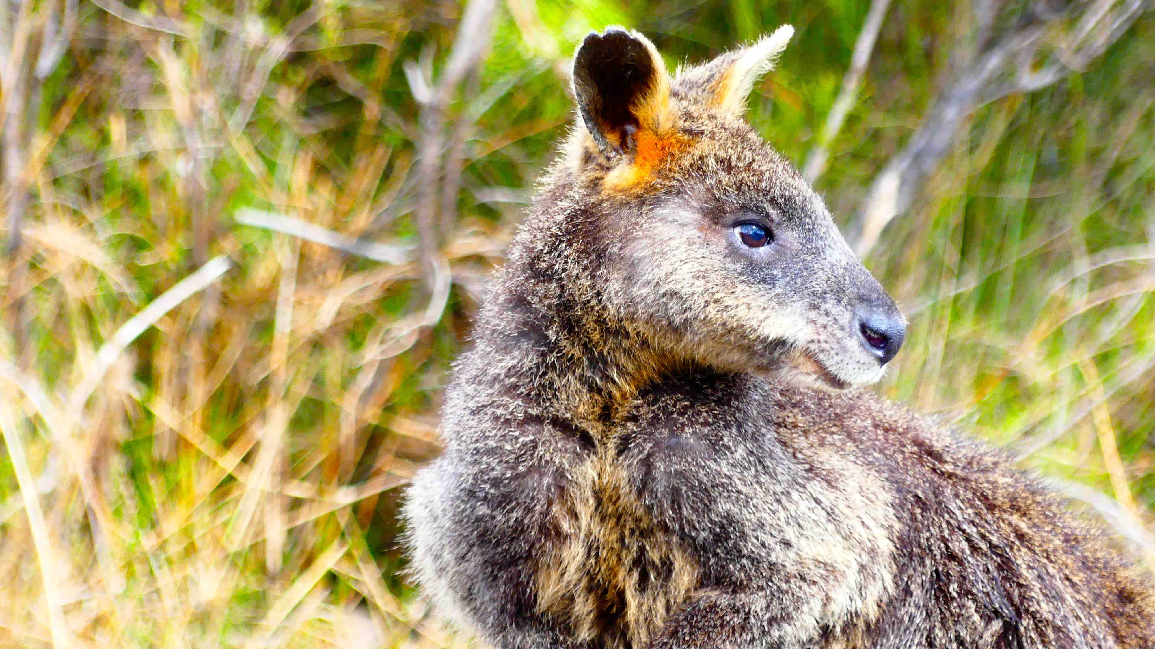 Wallaby en liberté au bord du chemin Wallaby en liberté au bord du chemin