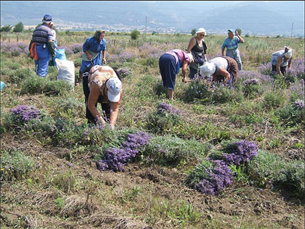 Kazanlak roses et lavande