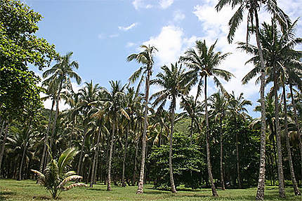 Forêt de palmistes