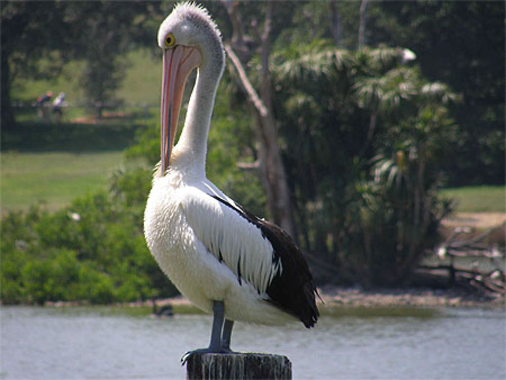 Pélican au Centennial Park