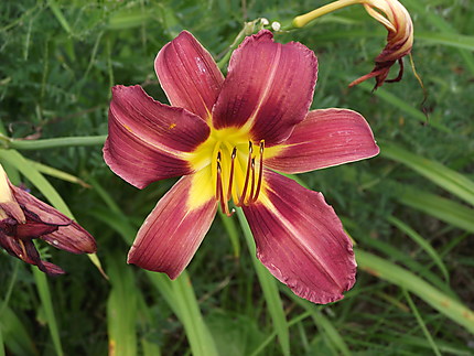 Fleur à St-Octave-de-Métis